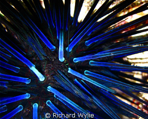 Taken with a canon D10 compact on macro setting off Euaka... by Richard Wylie 